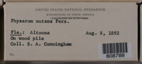 Physarum nutans image